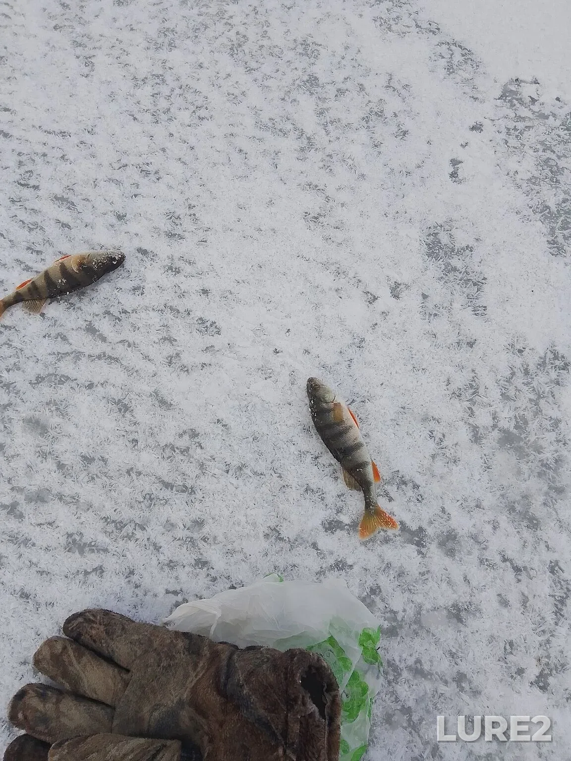Perch — Kazennoye, Dec 11, 2025, 2:33 PM