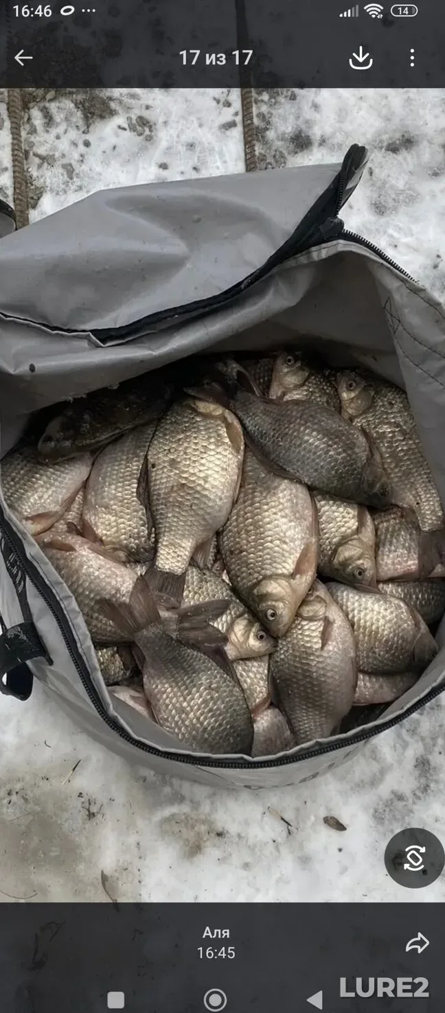 Crucian carp — Saltaim, Dec 14, 2025, 9:57 PM