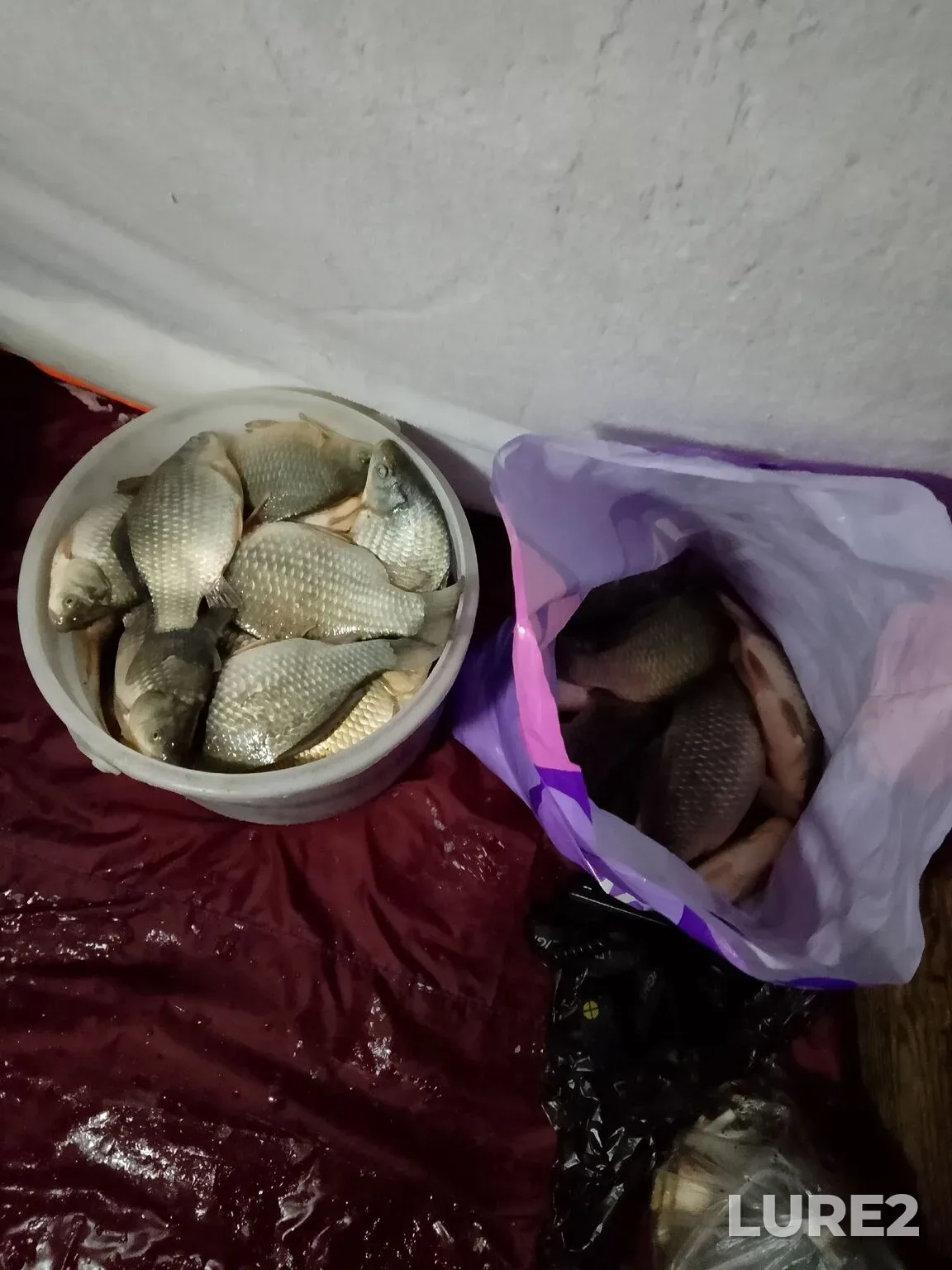 Crucian carp — Bolshoy Atyazh, Dec 17, 2025, 1:25 PM