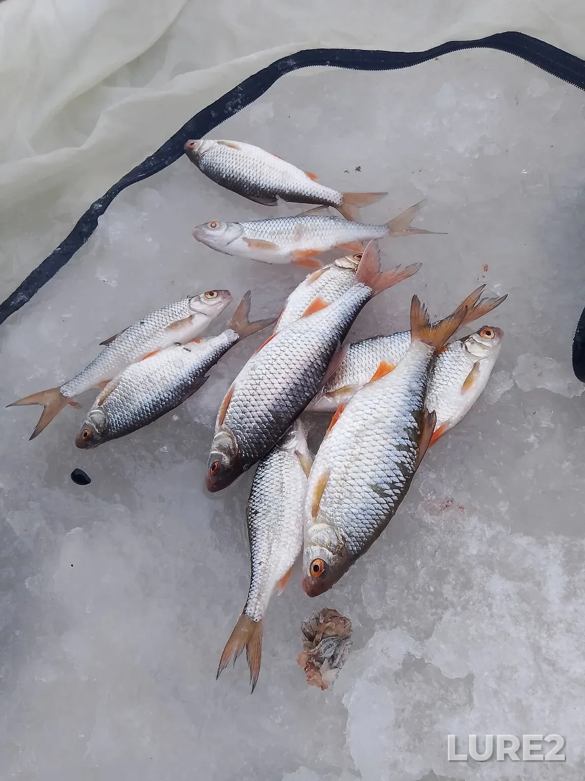 Pike, Roach — Ufa, Dec 18, 2025, 8:01 AM