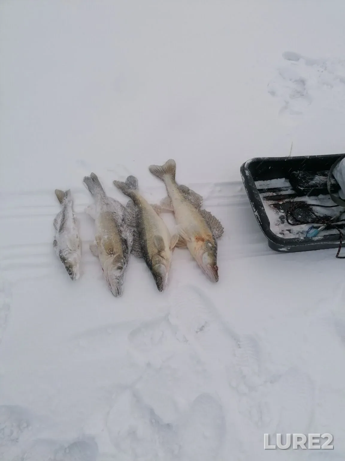Zander — Volga, Dec 26, 2025, 11:19 PM