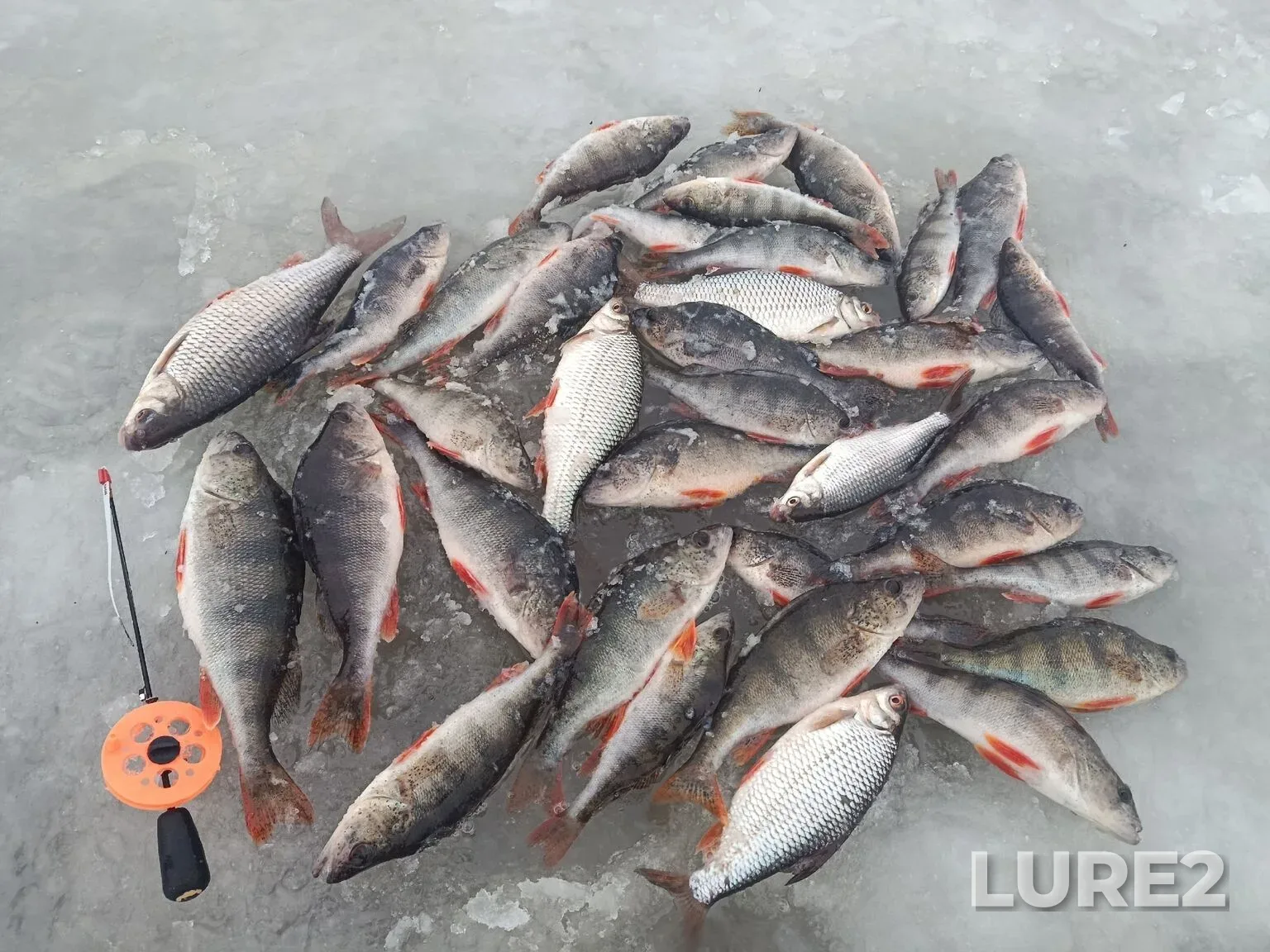 Perch, Roach — Volga, Dec 27, 2025, 10:24 AM