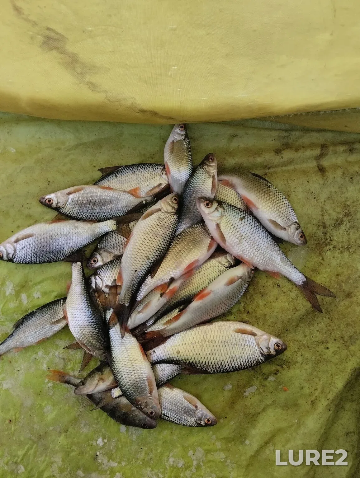 Crucian carp, Roach — Ufa, Dec 28, 2025, 8:25 AM