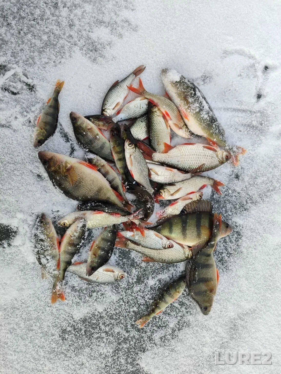 Perch — Kudayskoye, Dec 29, 2025, 8:06 AM