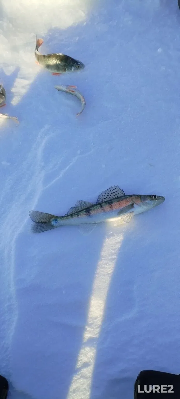 Perch, Zander — Mostovoye, Dec 31, 2025, 12:36 AM