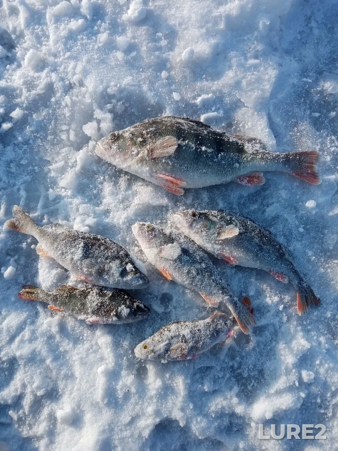 Perch — Belovskoye, Jan 01, 4:51 AM