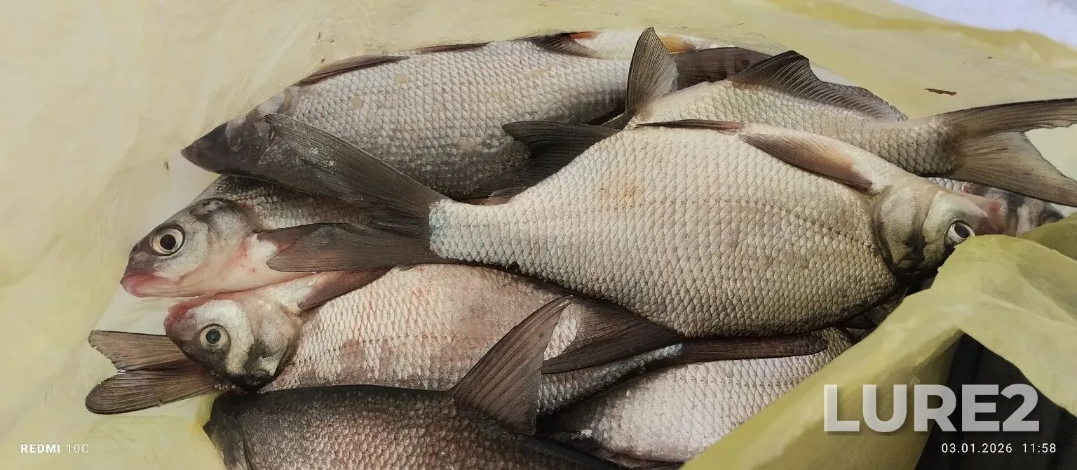 Bream, White bream — Bolshoy Yelanchik, Jan 03, 6:50 PM