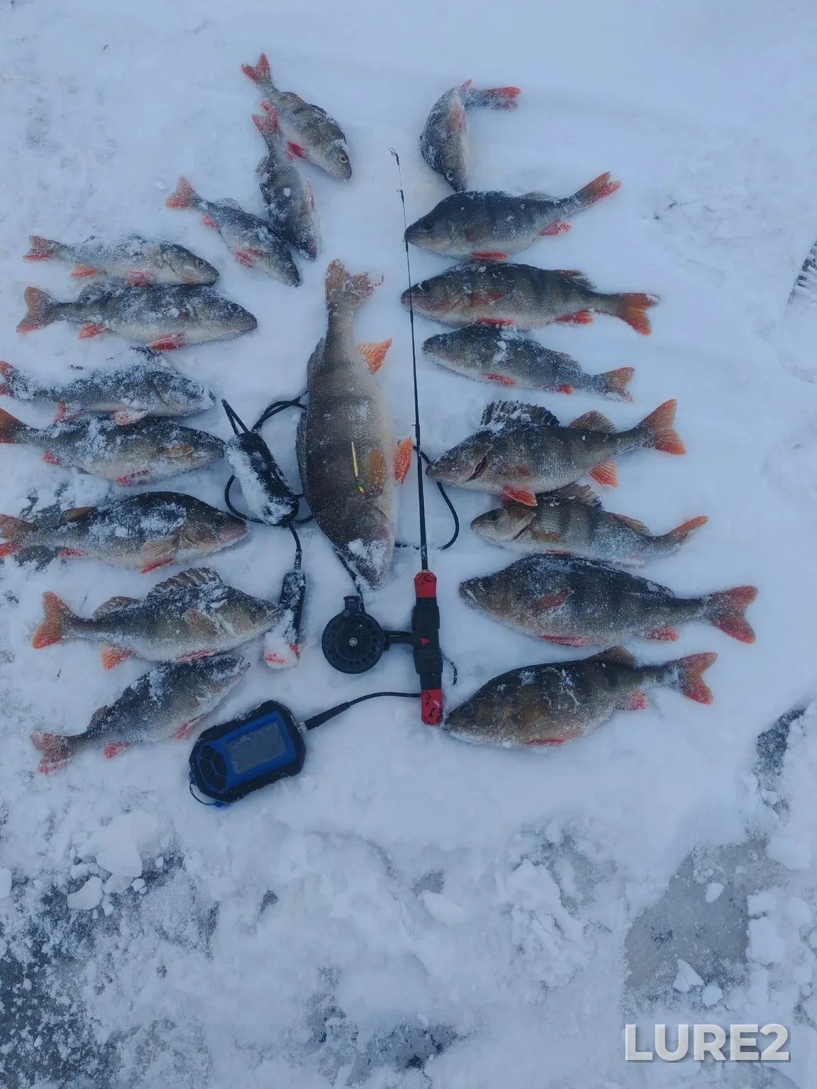 Perch — Ilmen, Jan 04, 1:12 AM