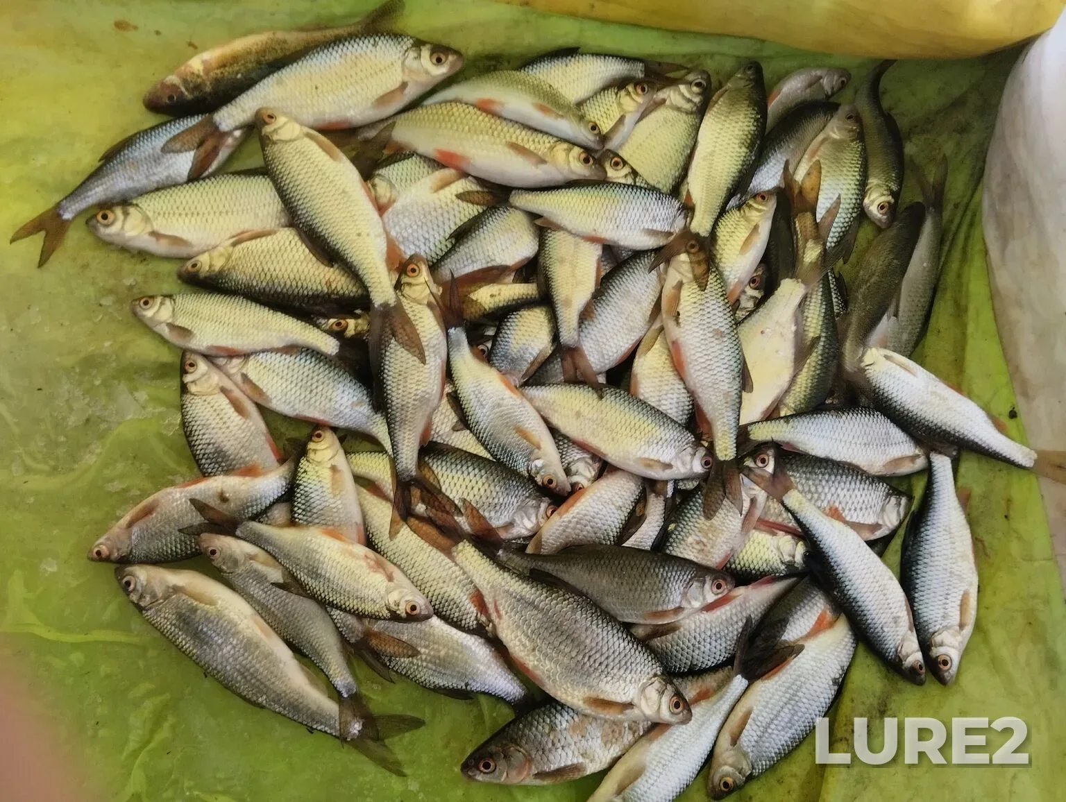 Bream, Crucian carp — Ufa, Jan 04, 3:00 PM