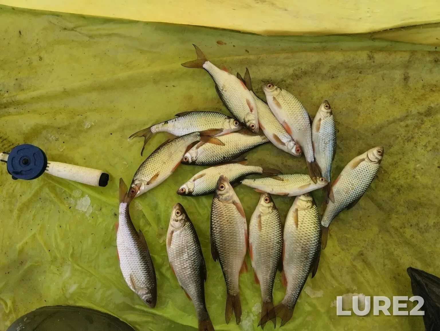 Crucian carp, Roach — Ufa, Jan 06, 11:14 AM