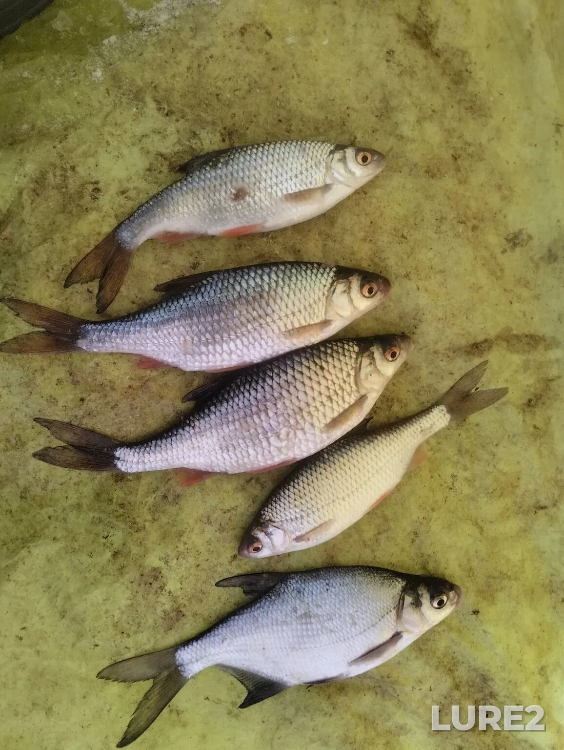 Roach, Rudd — Ufa, Jan 08, 6:30 AM