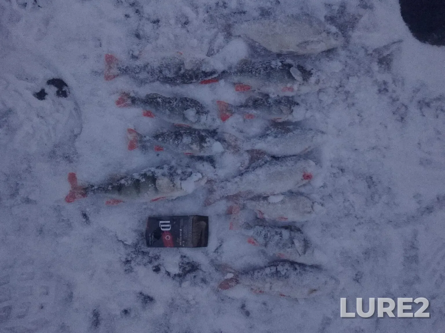 Perch — Prokhladnaya, Jan 10, 9:19 PM
