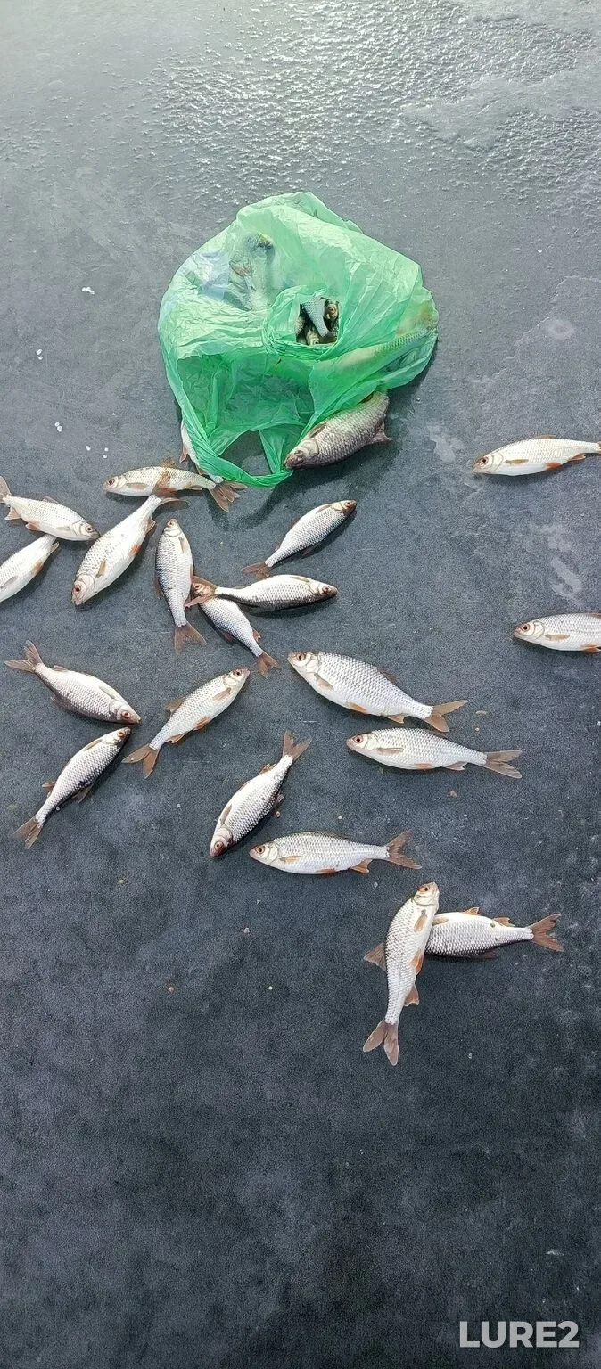Roach — Varvarovskoye, Jan 11, 2:23 AM