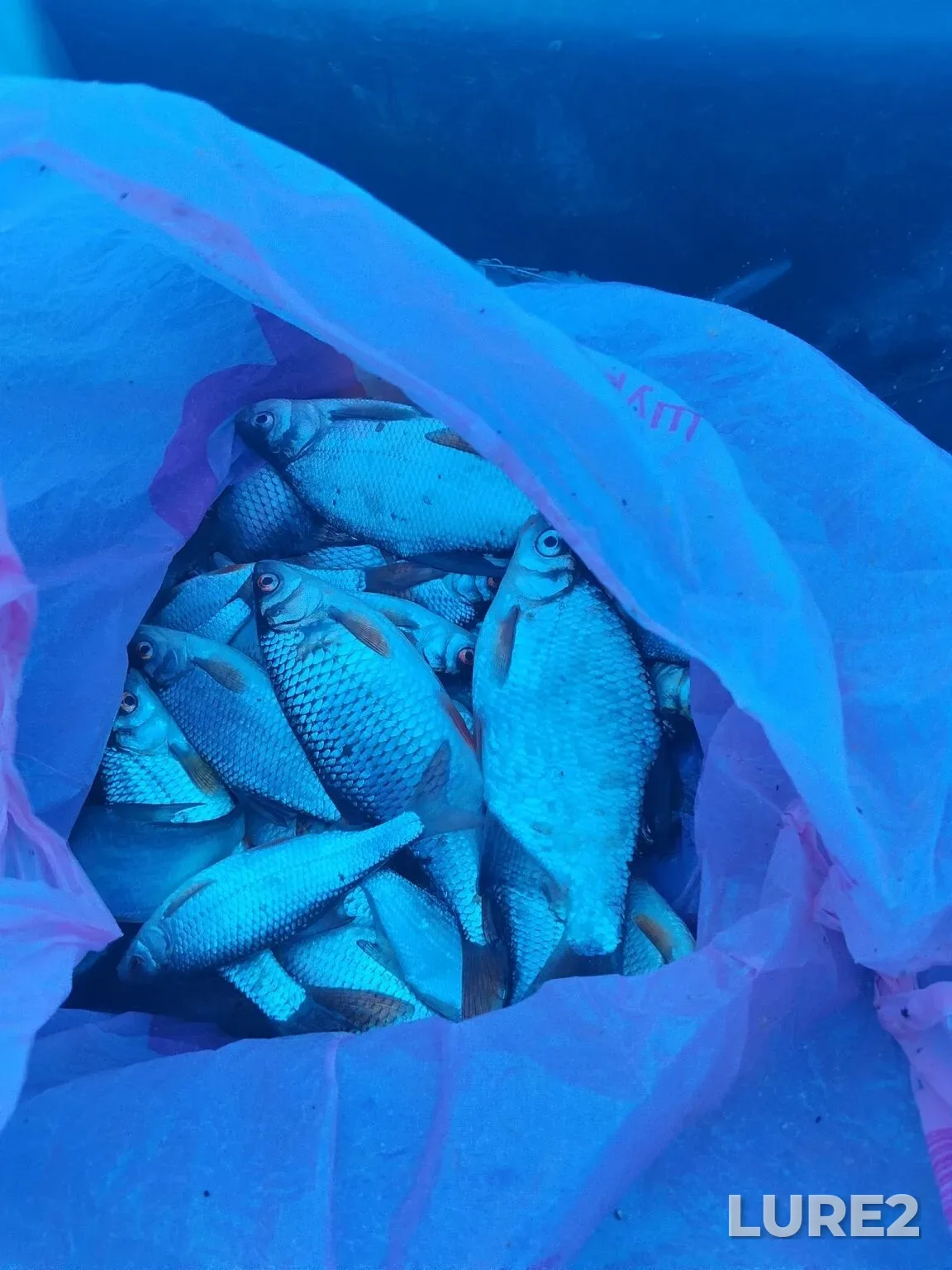 Crucian carp — Karpovskoye, Jan 17, 10:22 AM
