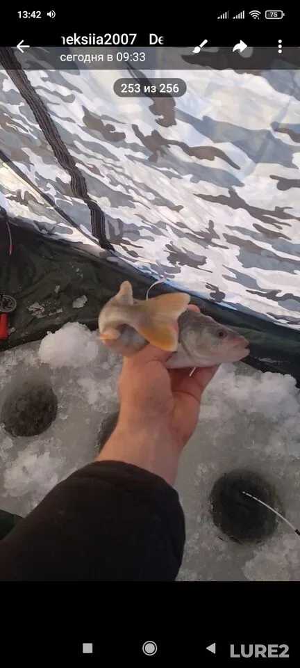 Perch — Kolchuginskoye, Jan 17, 7:46 PM