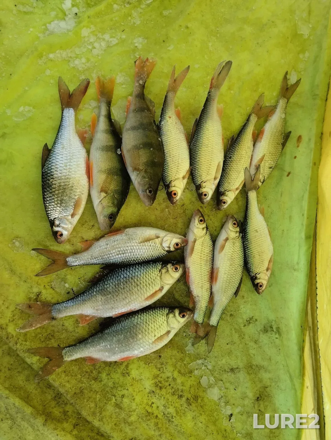 Roach, Rudd — Ufa, Jan 18, 6:07 AM