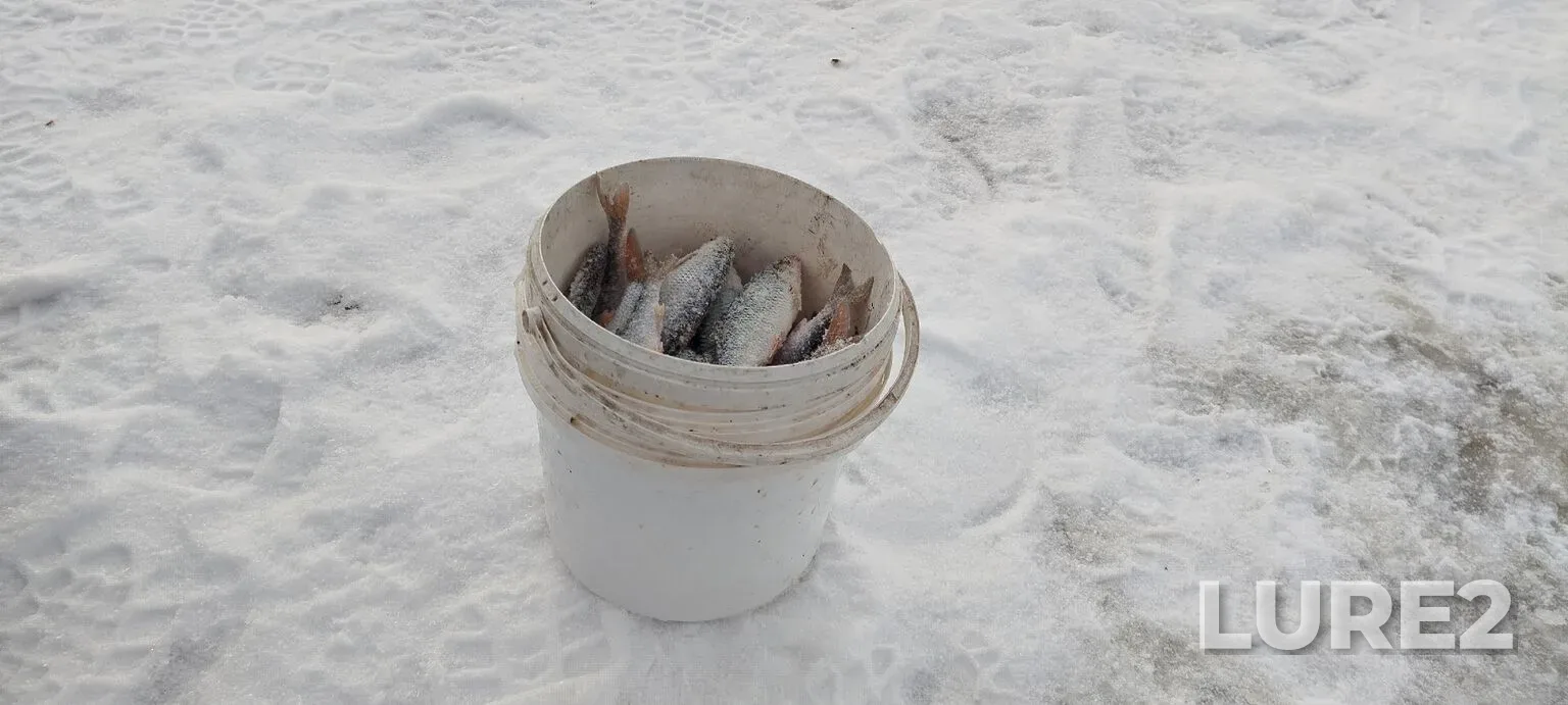 Roach — Pskovskoye, Jan 18, 5:05 PM