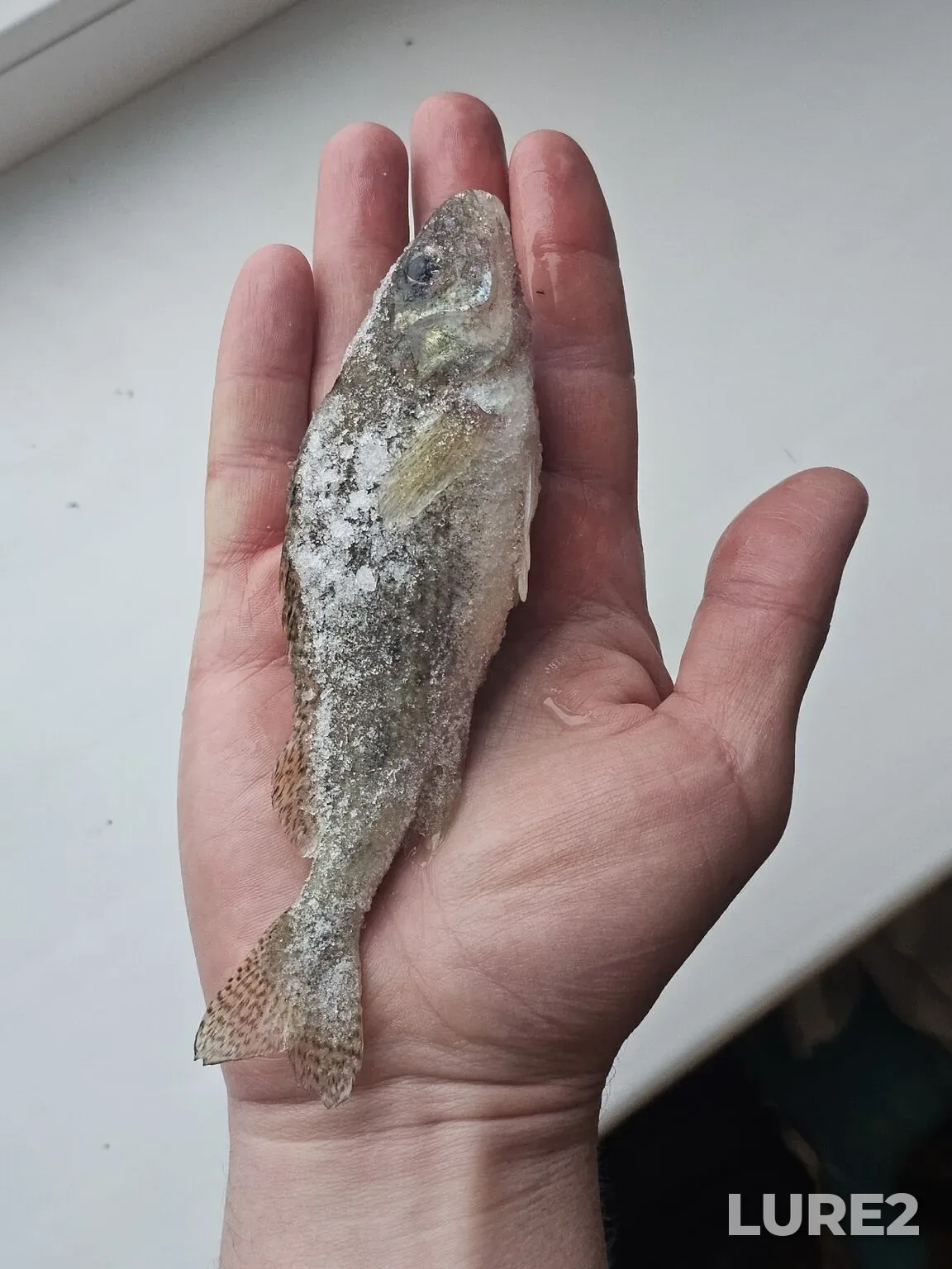 Ruffe — Shartash, Jan 18, 6:46 PM