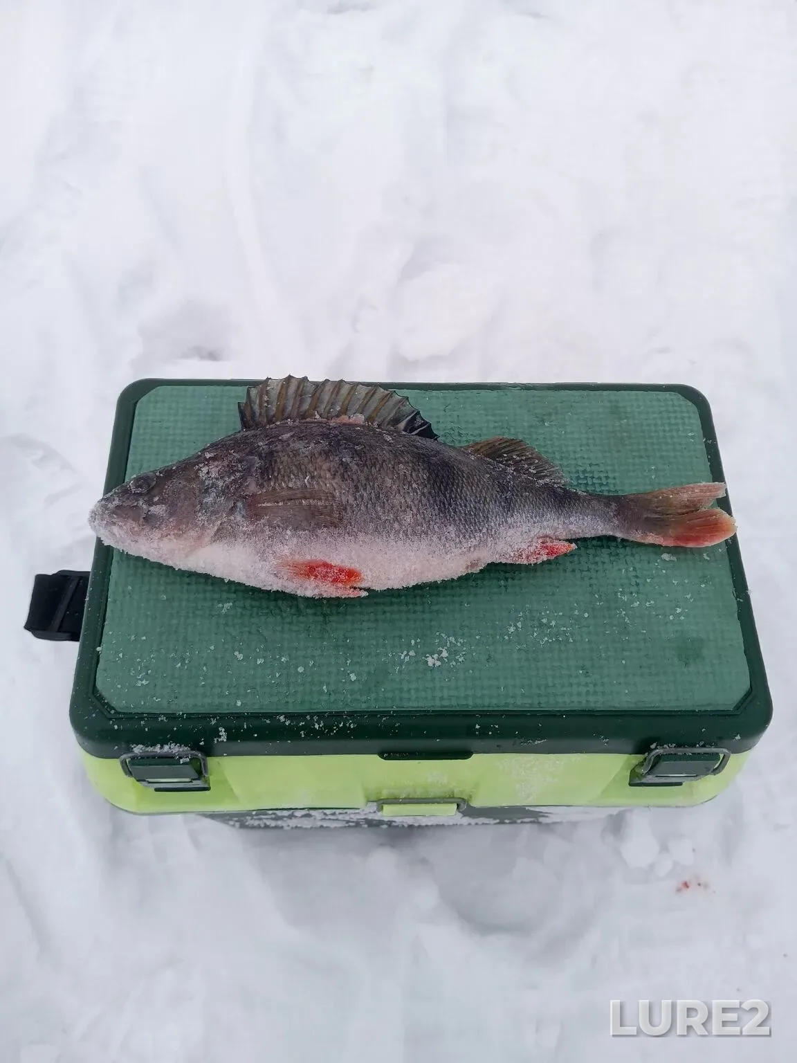 Perch — Ivankovskoye, Jan 24, 4:22 AM