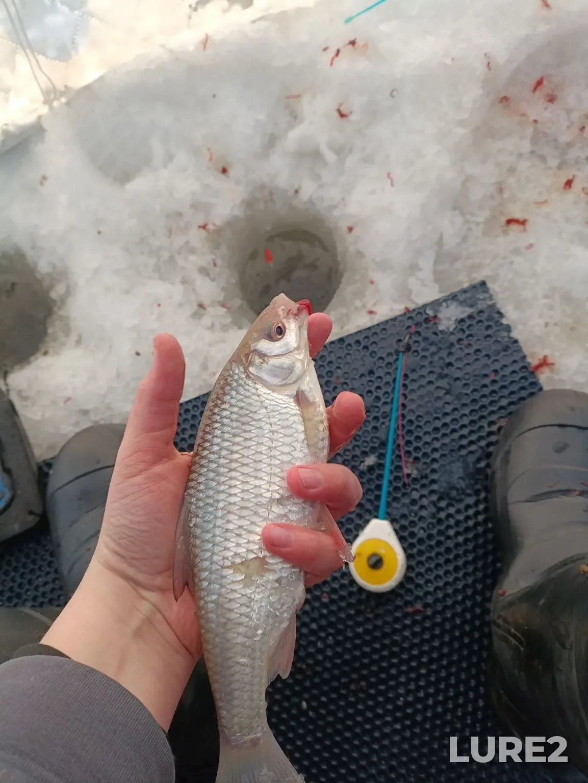 Bream, Roach — Dudergofskiy kanal, Jan 26, 4:18 PM