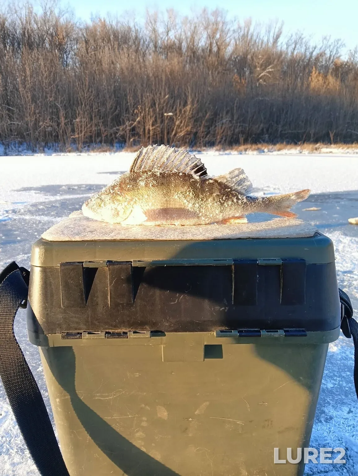 Perch — Belaya, Feb 06, 5:24 PM