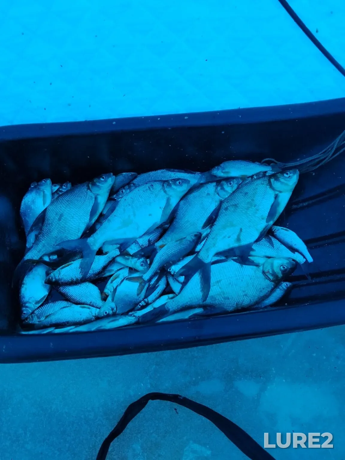 Bream — Karpovskoye, Feb 06, 7:19 PM