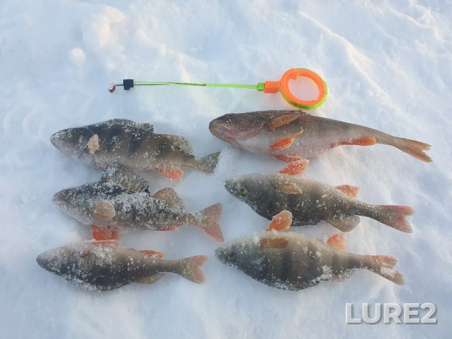Perch — Kurala, Feb 06, 7:48 PM