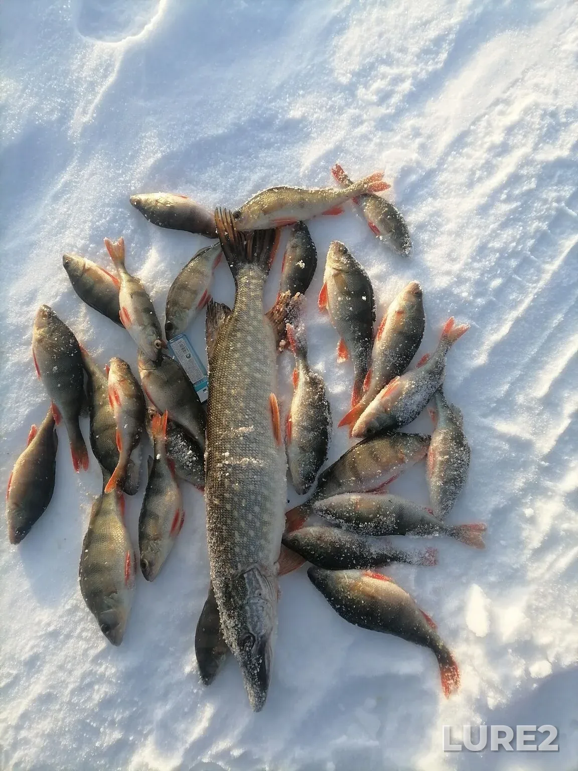 Perch, Pike — Ivan, Feb 08, 10:45 PM