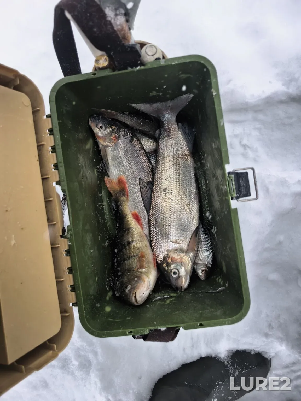 Grayling — Aslikul, Feb 10, 8:04 AM