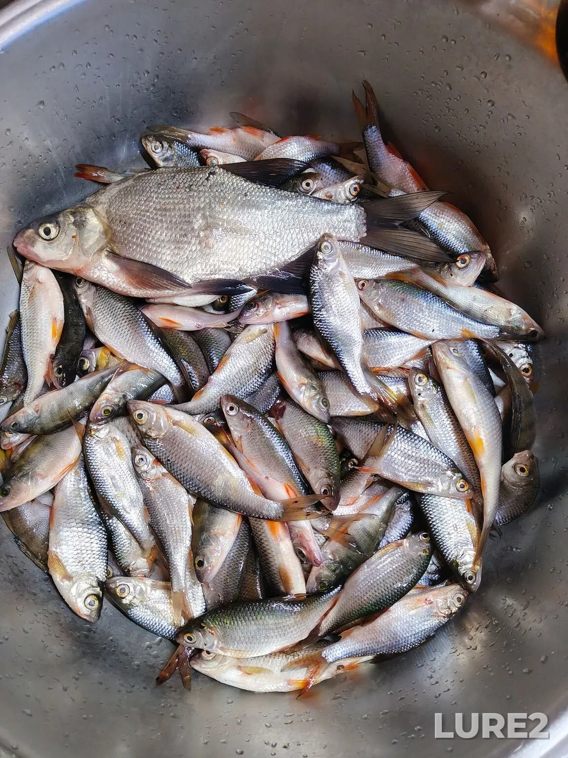 Roach, White bream — Yachenskoye, Feb 12, 10:42 PM