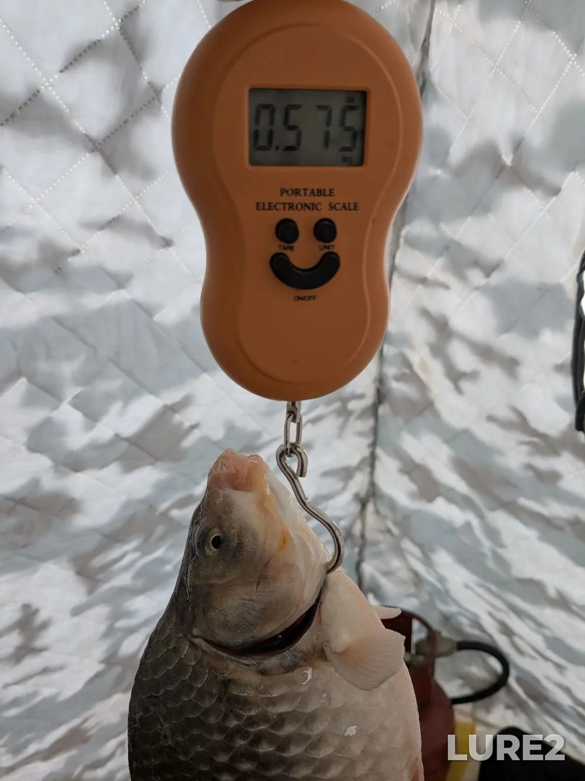 Crucian carp — Beloye, Feb 16, 3:46 AM