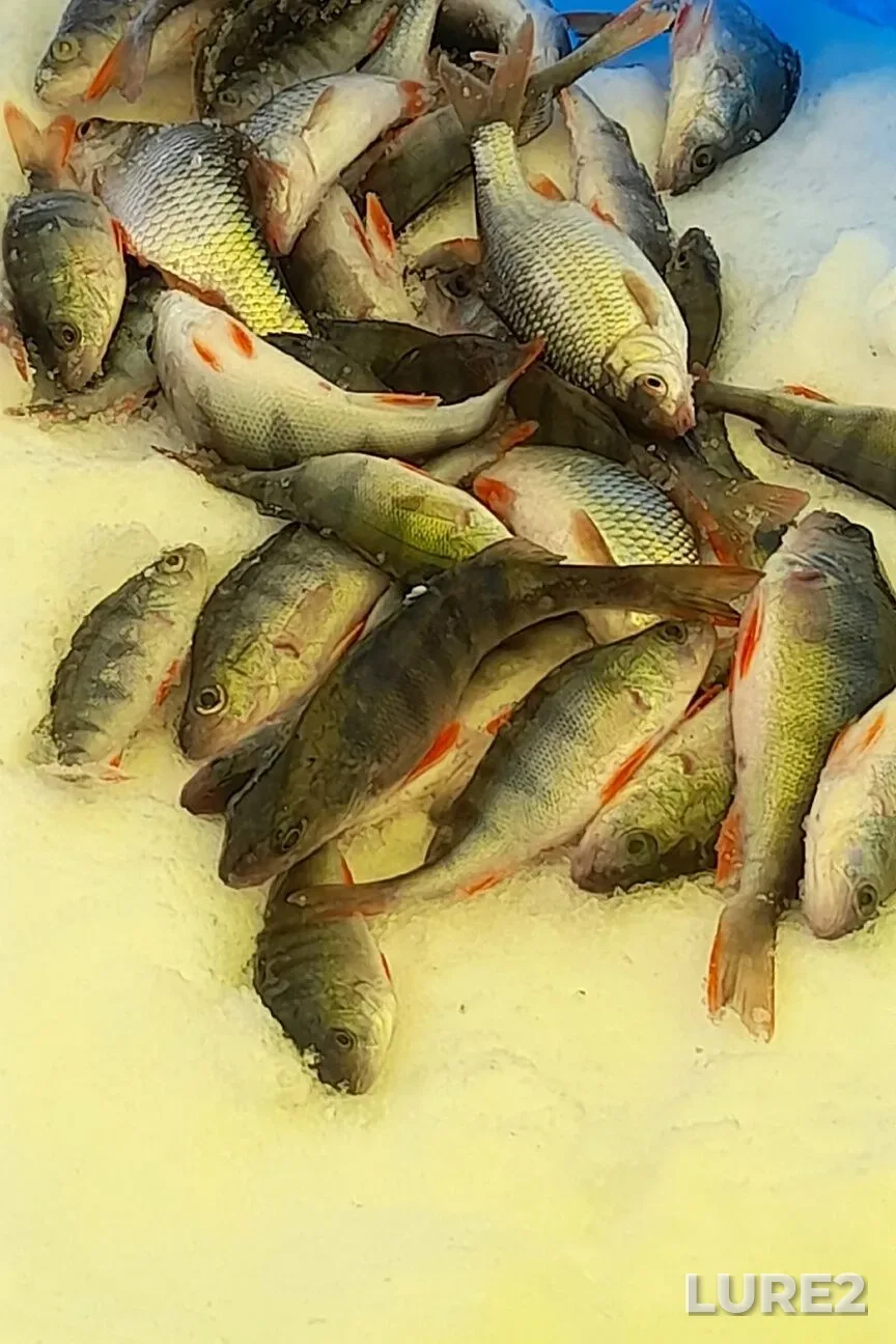 Perch, Roach — Orlovskoye, Feb 16, 7:06 AM
