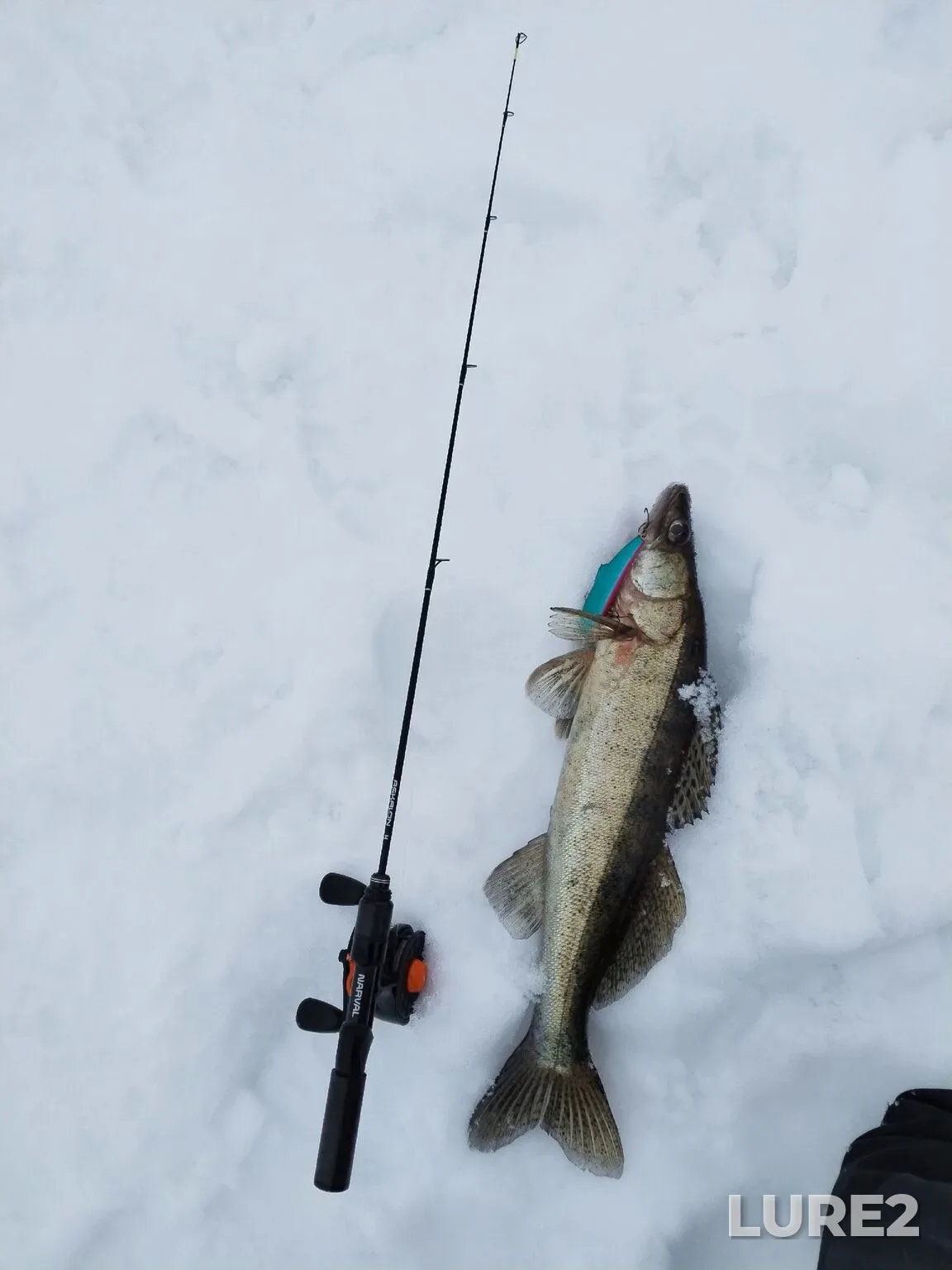 Zander — Saratovskoye, Feb 17, 6:26 AM