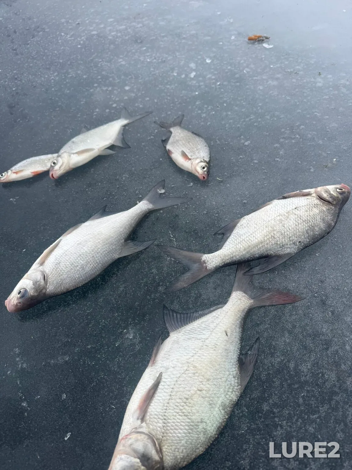 Bream, White bream — Karpovskoye, Feb 17, 7:01 PM