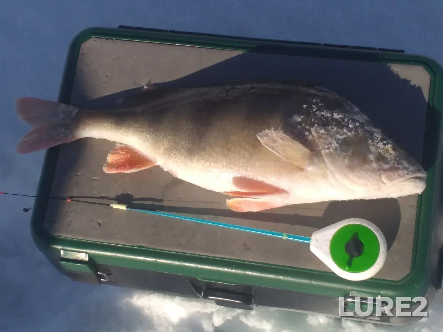 Perch, Zander — Ufa, Feb 18, 2:35 PM