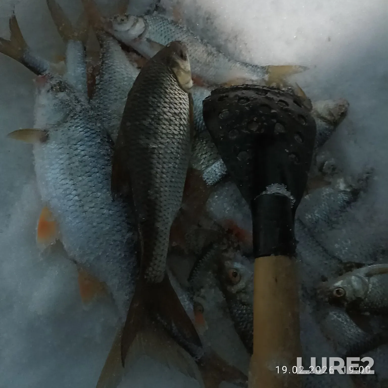 Roach, Rudd — Andreyevskoye, Feb 19, 11:52 PM