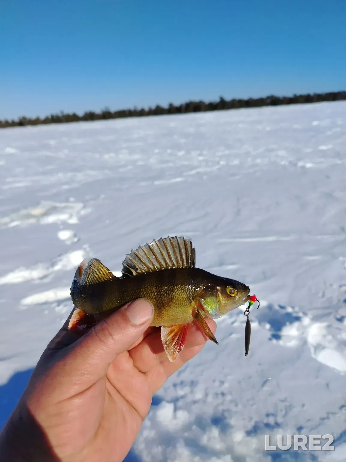Perch, Pike — Krivoye, Feb 20, 7:43 AM