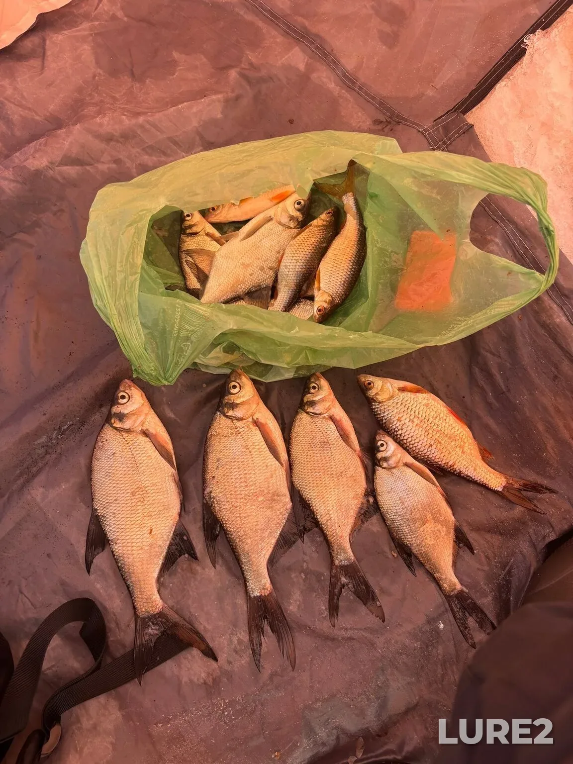 Bream, Roach — Kutulukskoye, Feb 22, 11:06 PM