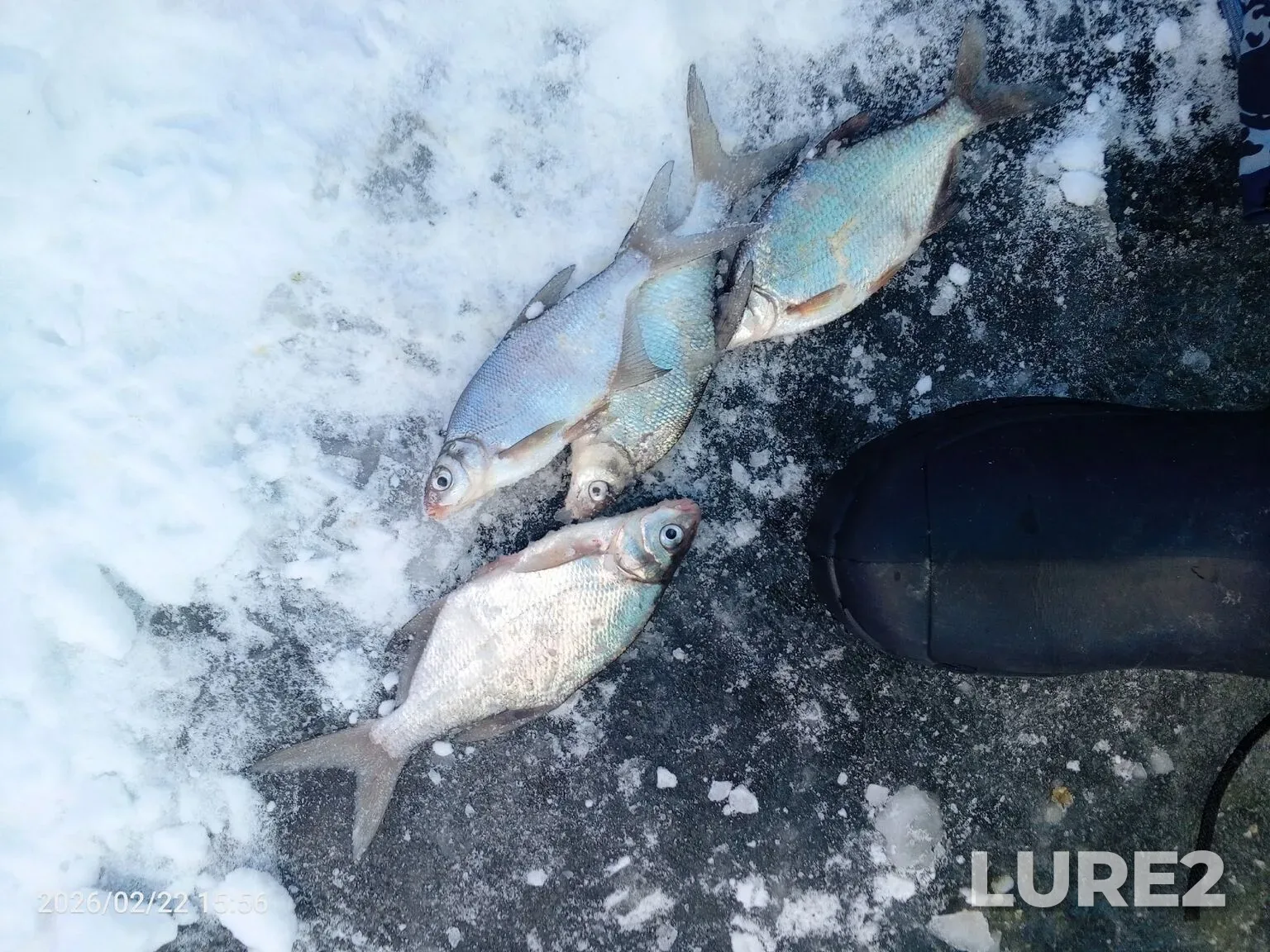 Bream, White bream — Karpovskoye, Feb 23, 12:24 AM