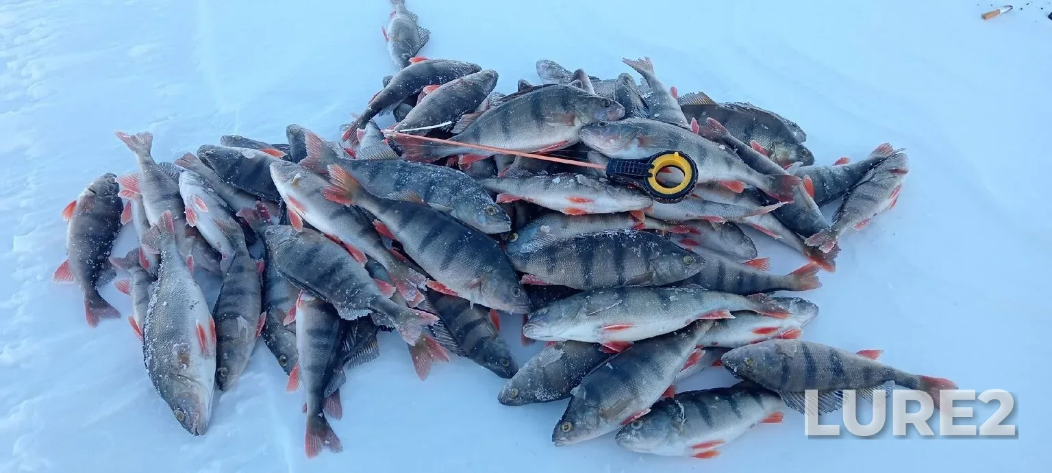 Perch — Arakhley, Feb 25, 2:34 AM