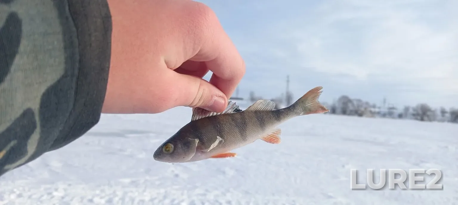 Perch — Matyrskoye, Feb 28, 8:50 AM