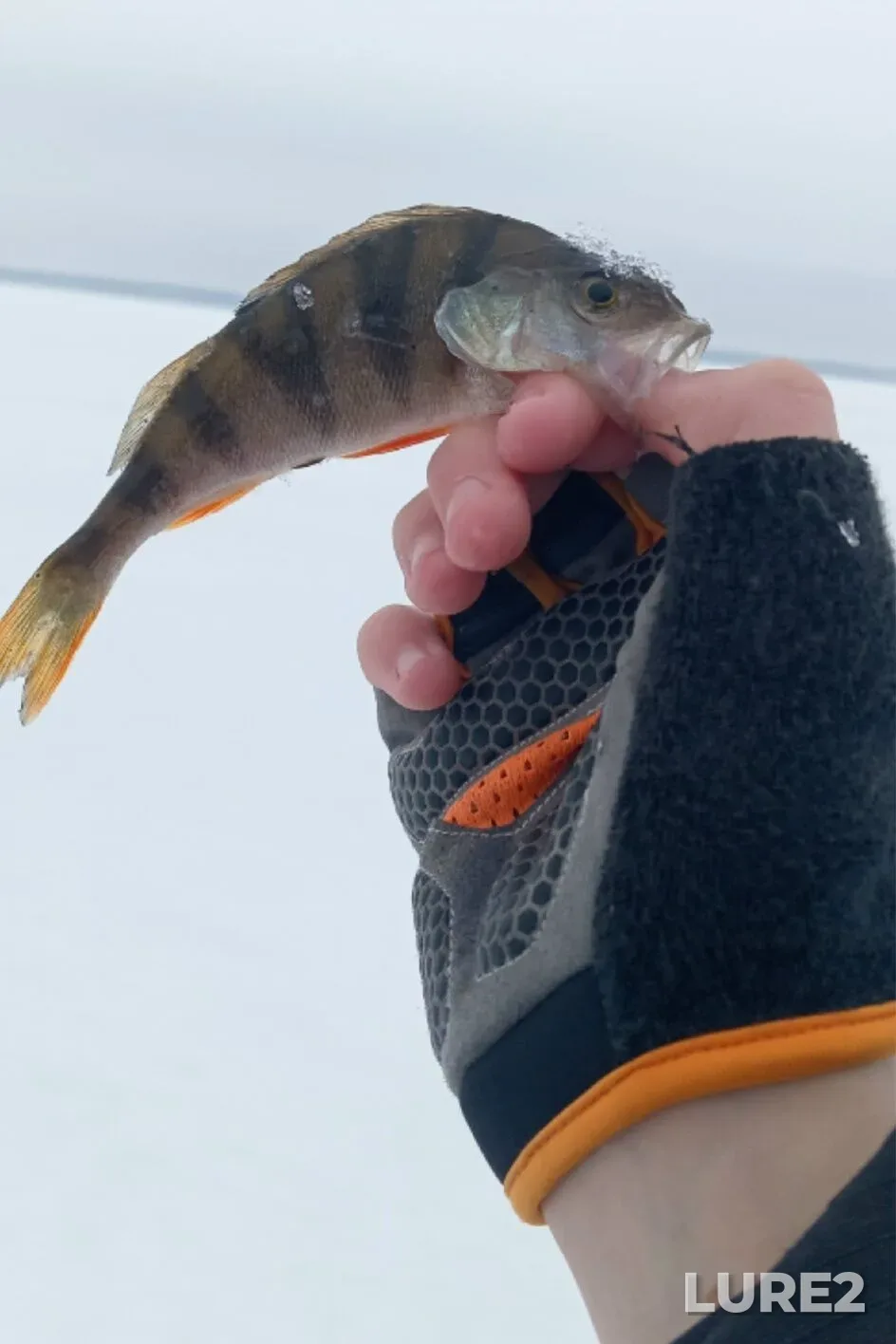 Perch — Matyrskoye, Mar 02, 4:09 AM