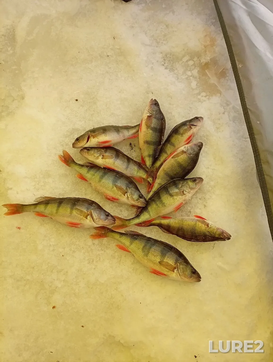 Perch — Arakhley, Mar 07, 12:46 AM
