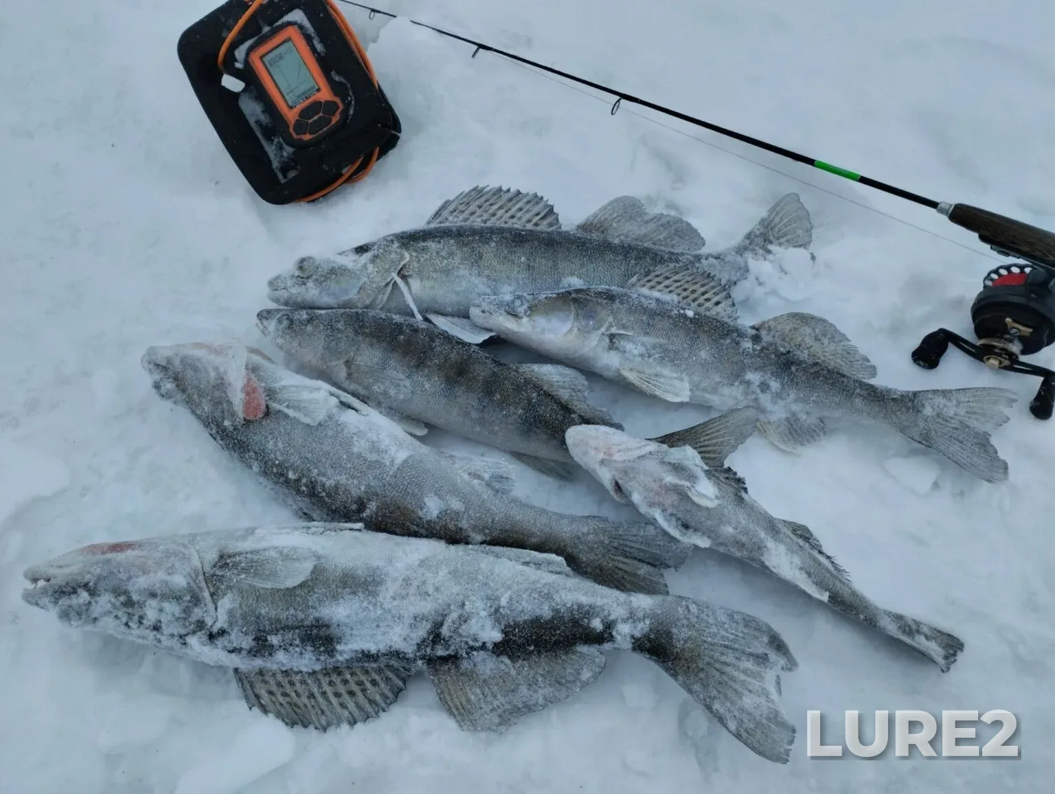 Zander — Kuybyshevskoye, Mar 07, 11:33 AM
