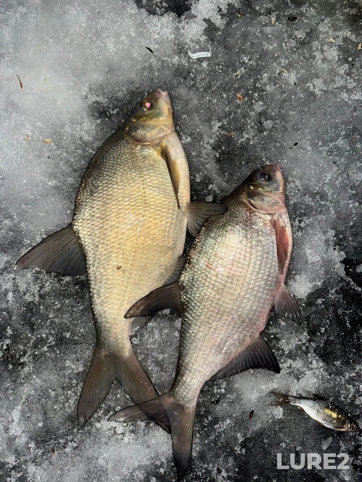 Bream, Roach — Karpovskoye, Mar 08, 1:28 PM