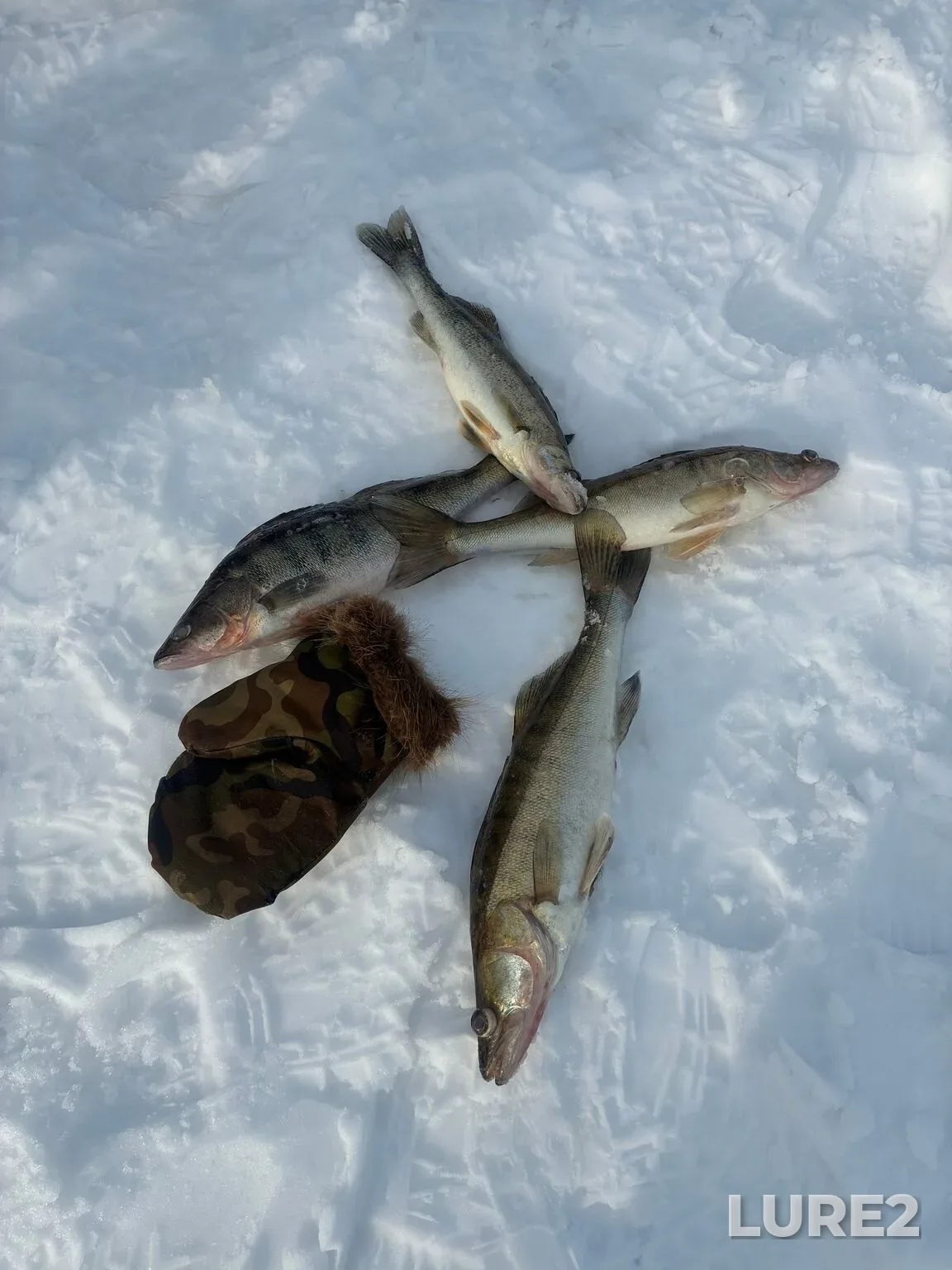 Zander — Kuybyshevskoye, Mar 12, 11:13 PM