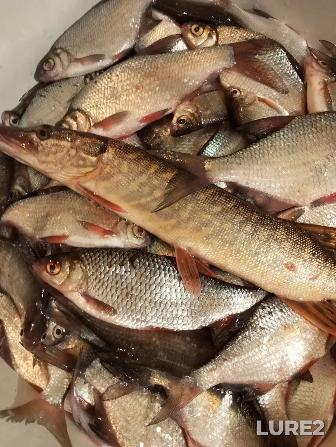 Bream — Ilmen, Mar 13, 8:19 AM