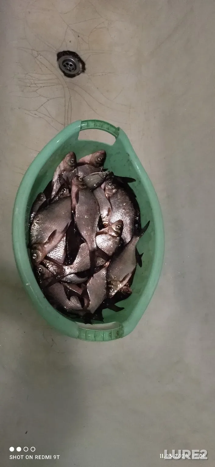 Bream, Roach — Velyo, Mar 13, 10:35 AM