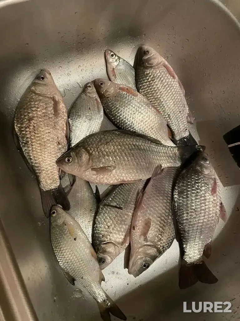 Bream, Crucian carp — Myortvyy Donets, Mar 20, 11:23 AM