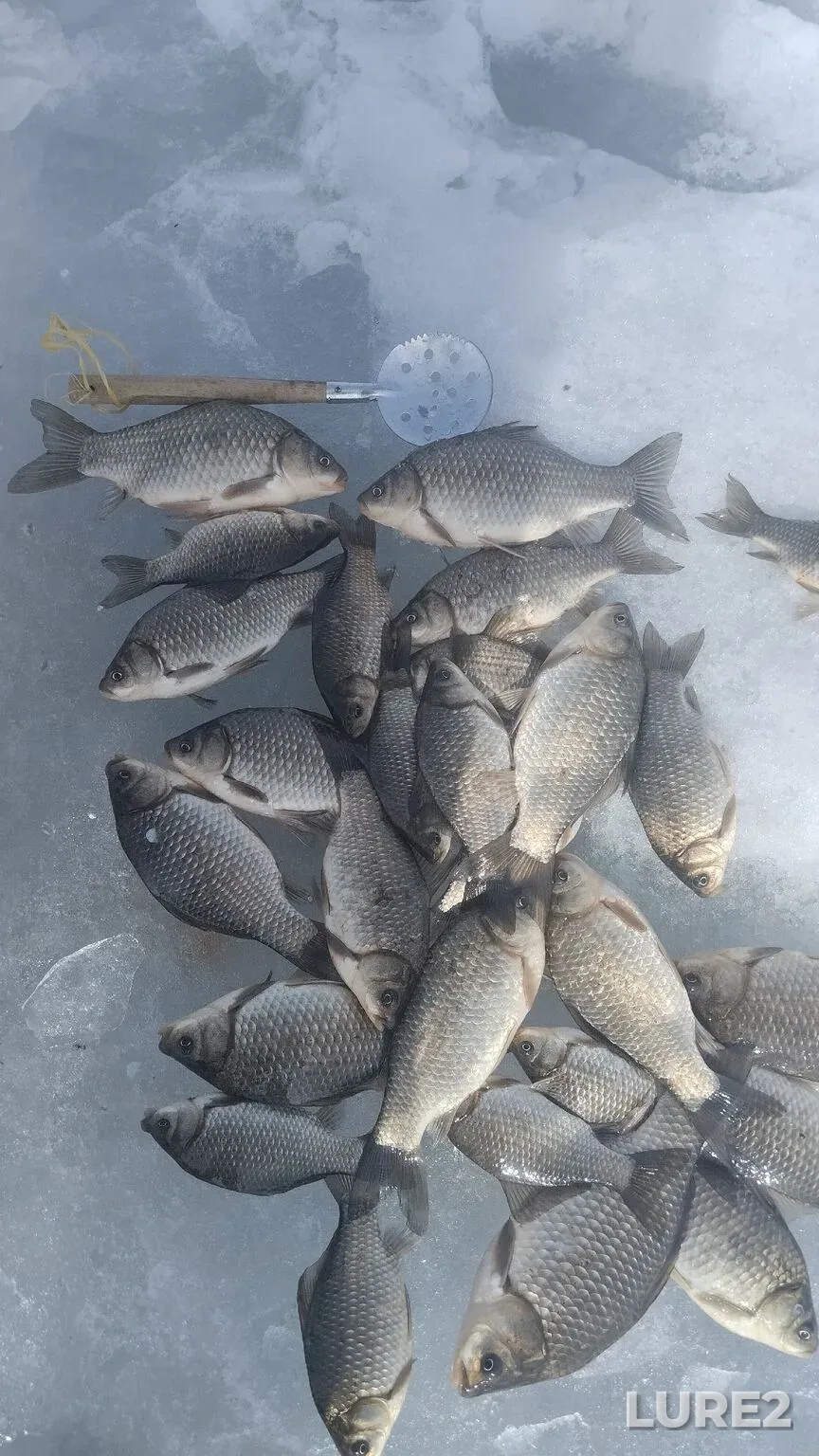 Crucian carp — Bolshoye Teterye, Apr 09, 5:29 PM